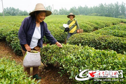 赤壁赵李桥茶园迎来夏茶采摘旺季(图)