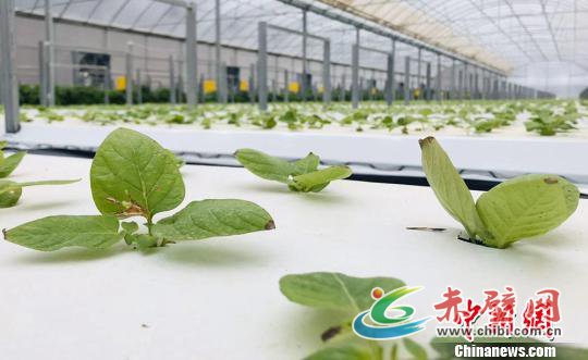 图为经雾培法培育的马铃薯幼苗。 艾庆龙 摄 图为经雾培法培育的马铃薯幼苗。 艾庆龙 摄