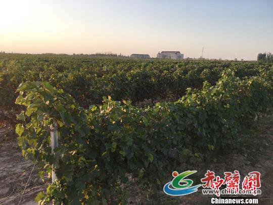 图为武威市莫高庄园葡萄种植基地,昔日的边塞名城到处郁郁葱葱,葡萄园芳香四溢。 张婧 摄 图为武威市莫高庄园葡萄种植基地,昔日的边塞名城到处郁郁葱葱,葡萄园芳香四溢。 张婧 摄